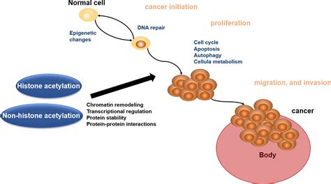 Frontiers The Role Of Protein Acetylation In Carcinogenesis And