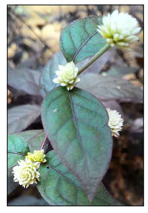 Kutcharitas Alternanthera Bettzickiana Parrot Leaf Calico Plant