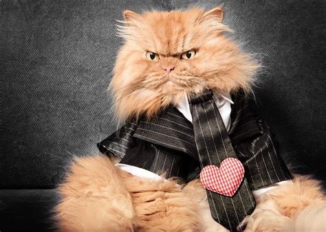 9 котів, які виглядають так, ніби хочуть знищити все людство. Фото ...