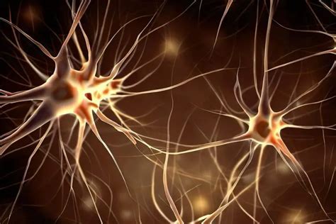 Microglia Mystique Newly Discovered Brain Mechanism Linked To Anxiety