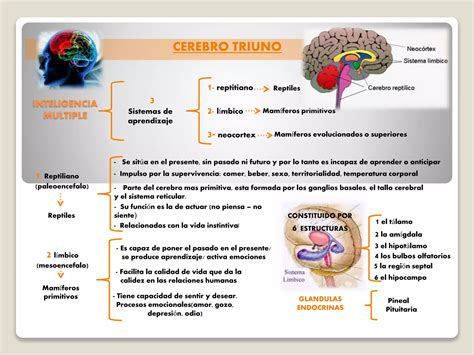 Cerebro Triuno PPT Descarga Gratuita