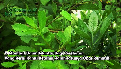 Gambar Daun Sangket Cari