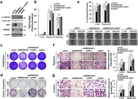 Apc Depletion Rescues Wnt β Catenin Activity During Mkrn1 Knockdown A Download Scientific