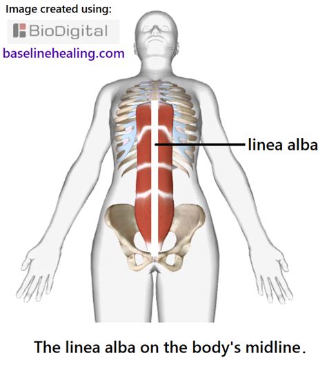 linea alba midline primary guide for body alignment