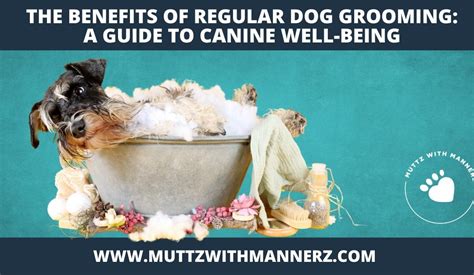 The Benefits Of Regular Dog Grooming A Guide To Canine Well Being