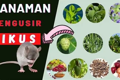 Tikus Dijamin Kabur Tanaman Yang Bisa Mengusir Tikus Dari Pekarangan