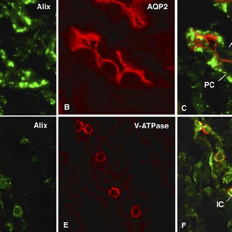 Western blot using anti-GFP antibody showing that V2R-GFP but not ...