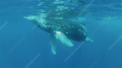 Humpback whale calf playing - Stock Video Clip - K006/1889 - Science ...