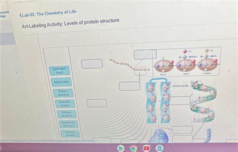 Solved Lab 02 The Chemistry Of Life Art Labeling Activity Chegg