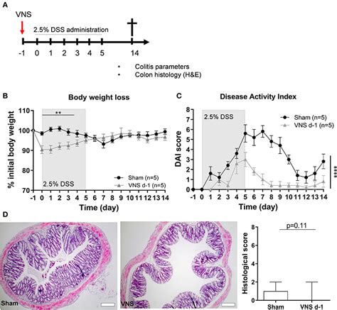 Frontiers Vagus Nerve Stimulation Promotes Epithelial Proliferation