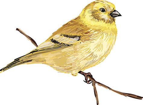 Clip Art Of A Goldfinch Illustrations Royalty Free Vector Graphics