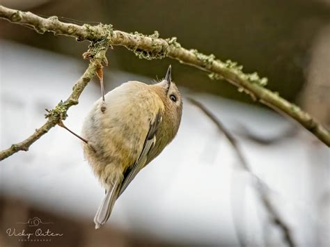 Goldcrest Vicky Outen Flickr