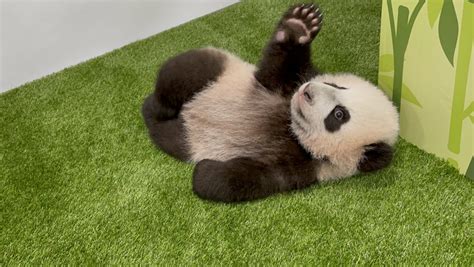 First Giant Panda Cub Born In Singapore Named Le Le After Public Vote