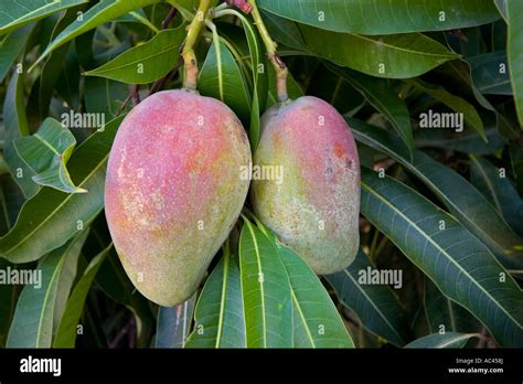 A Mango Tree In Fructification Mangifera Indica Mexico Manguier En