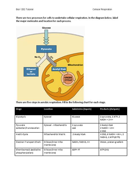 Cellular Respiration Diagram Worksheet