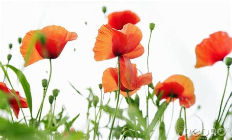 Bild Rote Feldblumen auf weißem Hintergrund nach Maß myredro de