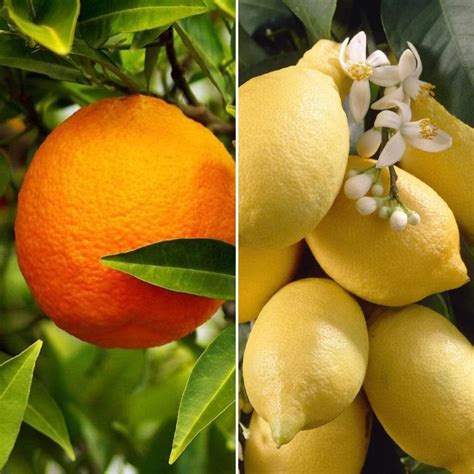 orange  lemon trees perfect partners roots plants