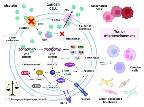 Multiple Molecular Mechanisms Are Responsible For Cisplatin Resistance