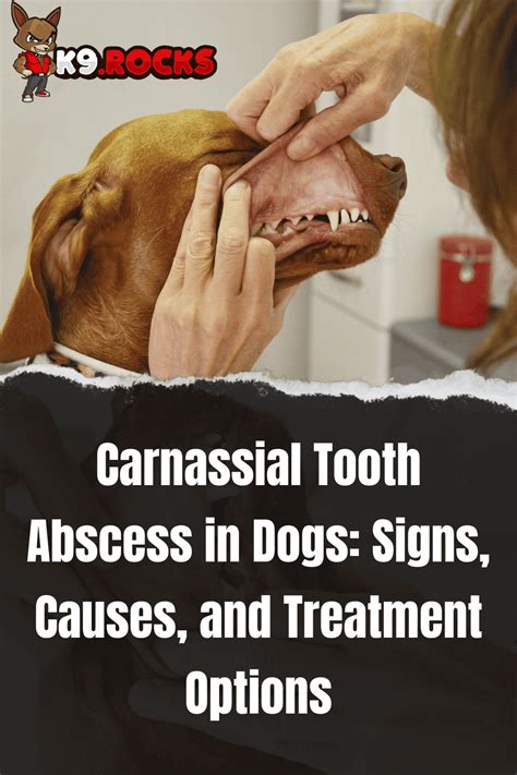 Carnassial Tooth Abscess In Dogs Signs Causes And Treatment Options