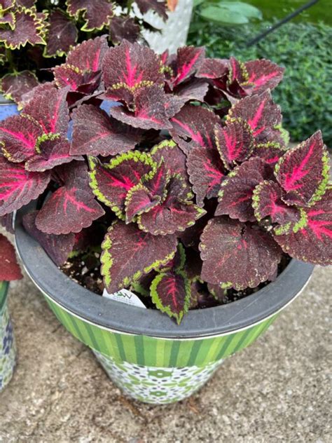 17 Spectacular Coleus Varieties For Sun Tips To Grow