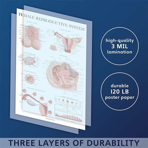 Buy Palace Learning Laminated Female Reproductive System Anatomical