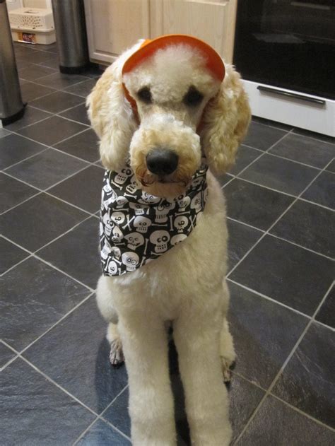 Hey whats your favorite poodle halloween costume? - Poodle Forum ...