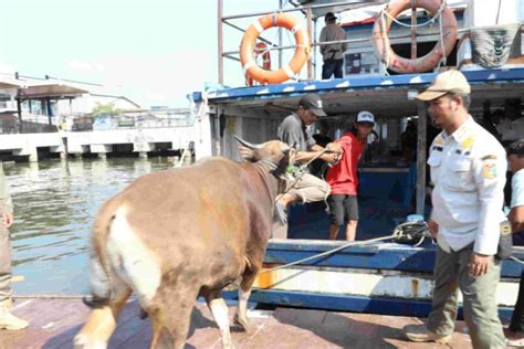 Hewan Kurban Didistribusikan Pemkab Kepulauan Seribu