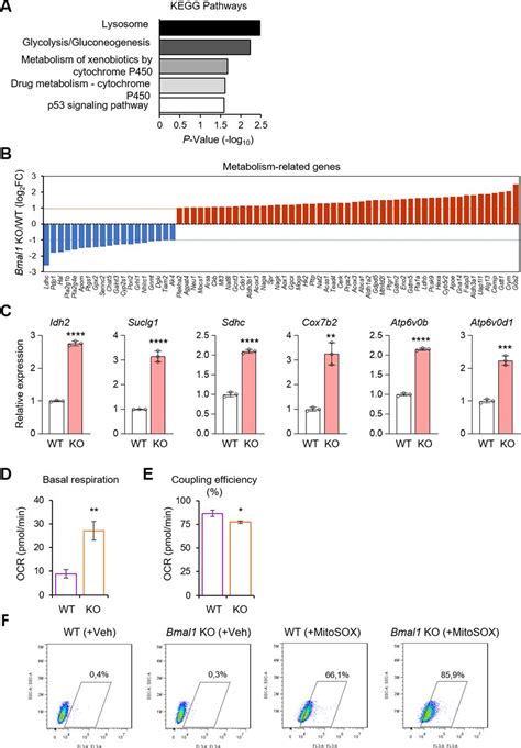 Bmal1 Coordinates Energy Metabolism And Differentiation Of Pluripotent