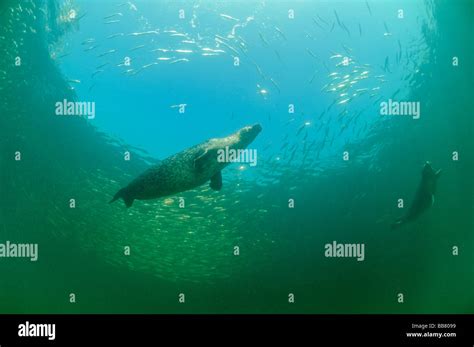 Seal hunting hi-res stock photography and images - Alamy