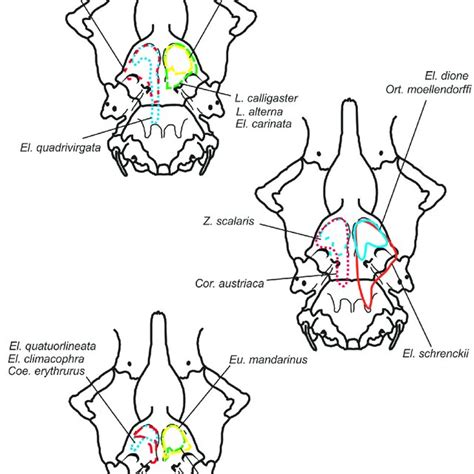 Schematic Representation Of Variation In M Protractor Pterygoidei Pp