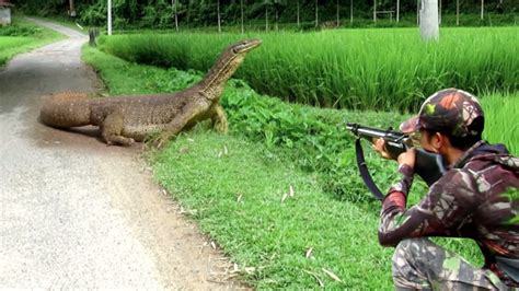 Berburu Kumpulan Biawak Jumbo Sungai Larangan Langsung Poin Ekor