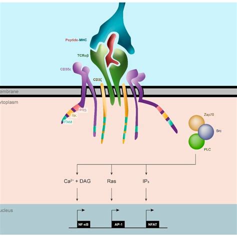 Tcr Structure And T Cell Activation Pathway The Tcrαβ Recognizes The