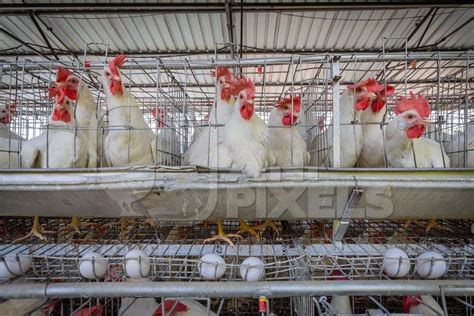 Photo Of Battery Cages Containing Layer Hens Or Chickens On A Poultry Layer Farm Or Egg Farm In