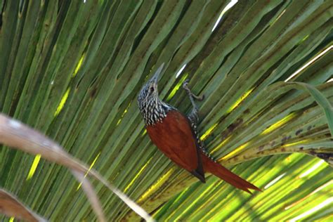 Foto Limpa Folha Do Buriti Berlepschia Rikeri Por Ivo Zecchin Wiki