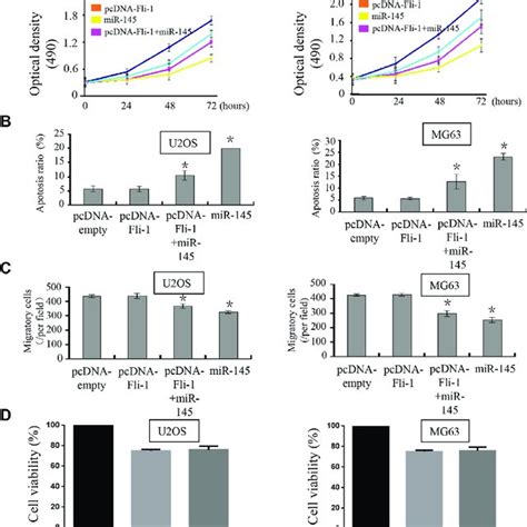 Mir 145 Suppresses Tumor Progression Through Targeting Fli 1 Upon