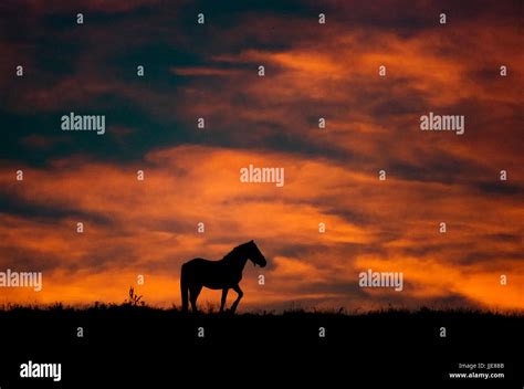 Wild horse silhouette hi-res stock photography and images - Alamy