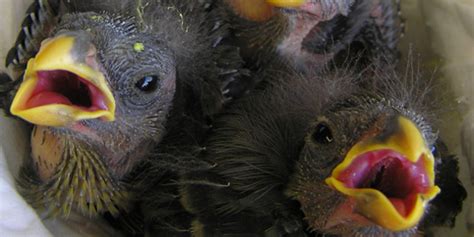 Hand-rearing Hawaiian Honeycreepers | San Diego Zoo Wildlife Alliance