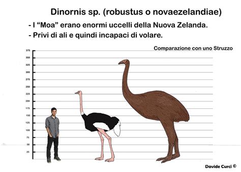 Moa size comparison by MrDavidcartoon on DeviantArt