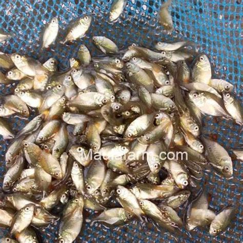 Benih Bibit Ikan Bawal Berkualitas Grosir Murah MaulaFarm