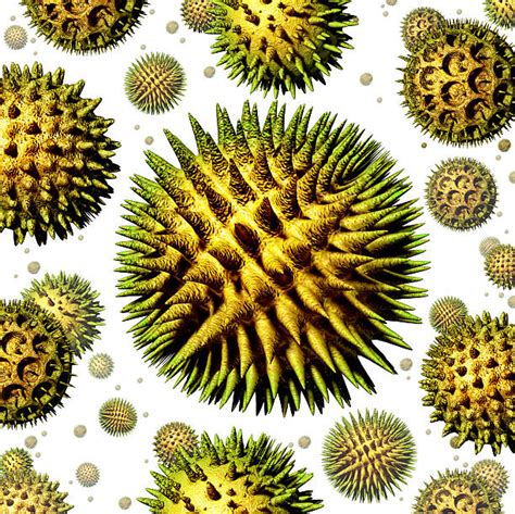 Best Pollen Grains Stock Photos, Pictures & Royalty-Free Images - iStock