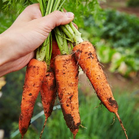 How To Grow Carrots From Seed To Harvest Growhappierplants