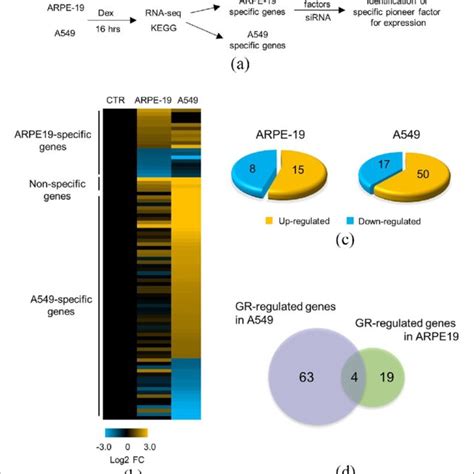 Differential Gene Expression Induced By GR In ARPE 19 And A549 Cells