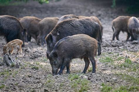 Manada De Cerdos Salvajes Que Buscan Comida En El Bosque Foto Premium