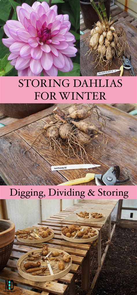 How To Over Winter Dahlia Tubers Back Gardener