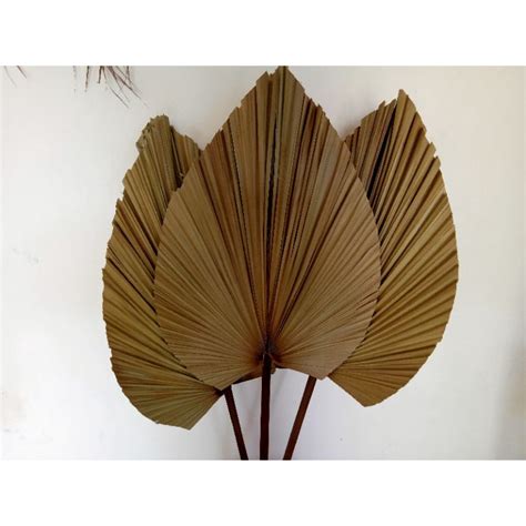 Jual Daun Palem Kering Jumbo Besar Murah Indonesia Shopee Indonesia