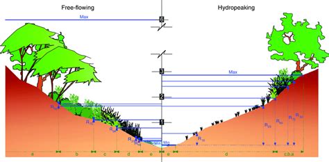 Schematic Illustration Of The Vertical Zonation Of Plant Communities