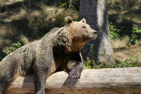 Grizzly Bears In Oregon History And Current Status