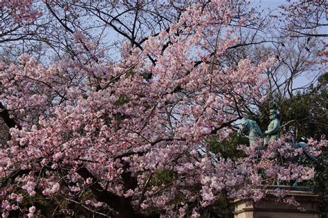 上野公園・桜開花特集 小松宮彰仁親王像前の コマツオトメ が見頃をむかえている ファスニングジャーナル