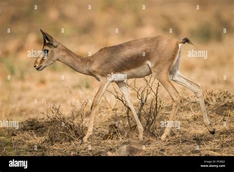 A chinkara from indian forest Stock Photo - Alamy