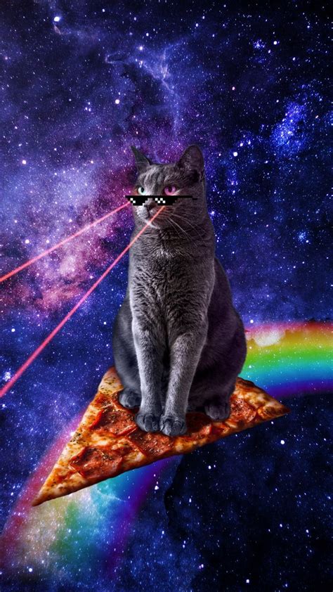 Pizza Cat Space Cat Cute Cats Cat Wallpaper